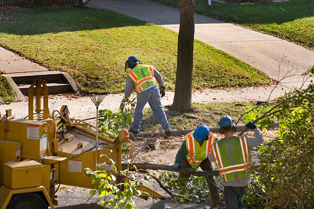 Reliable Peralta, NM Tree Service Solutions